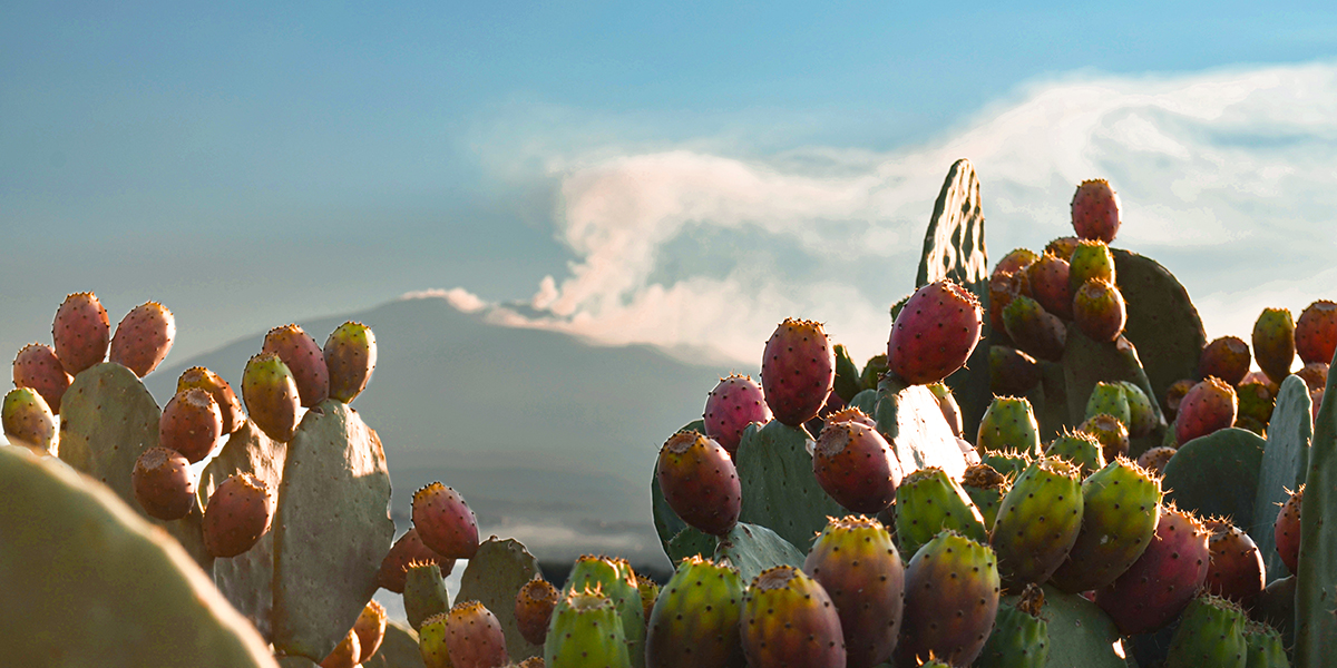 Prende il via la stagione del ficodindia dell’Etna DOP